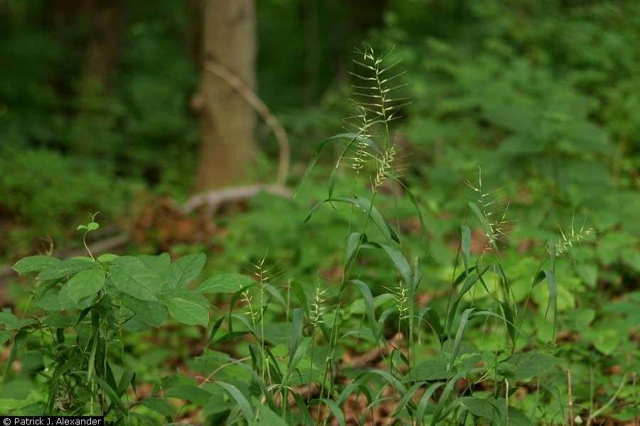 Image of Eastern Bottle-Brush Grass