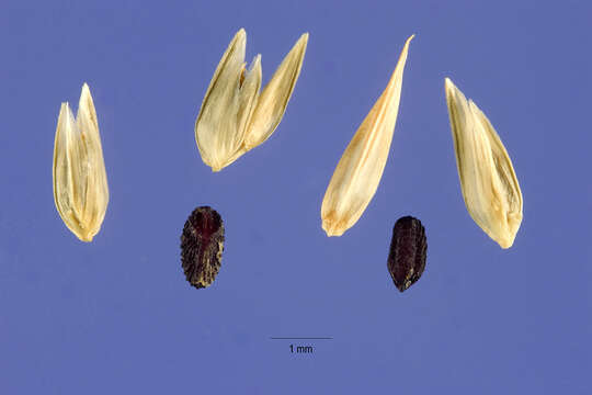 Image of Indian goosegrass