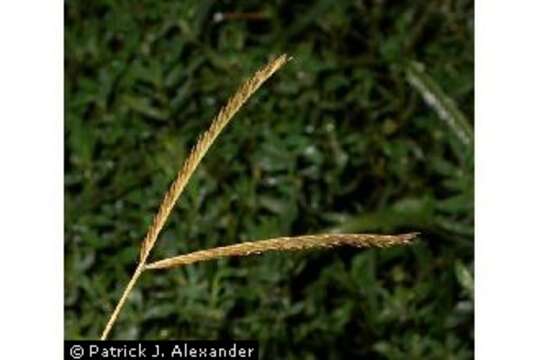 Image of Indian goosegrass