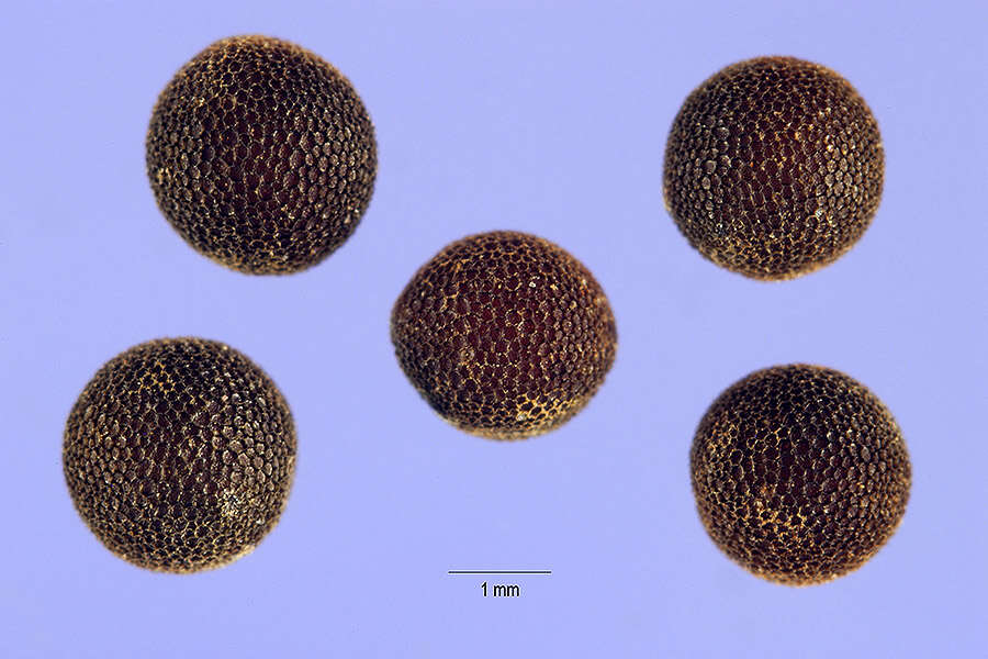 Image de Ellisia nyctelea (L.) L.