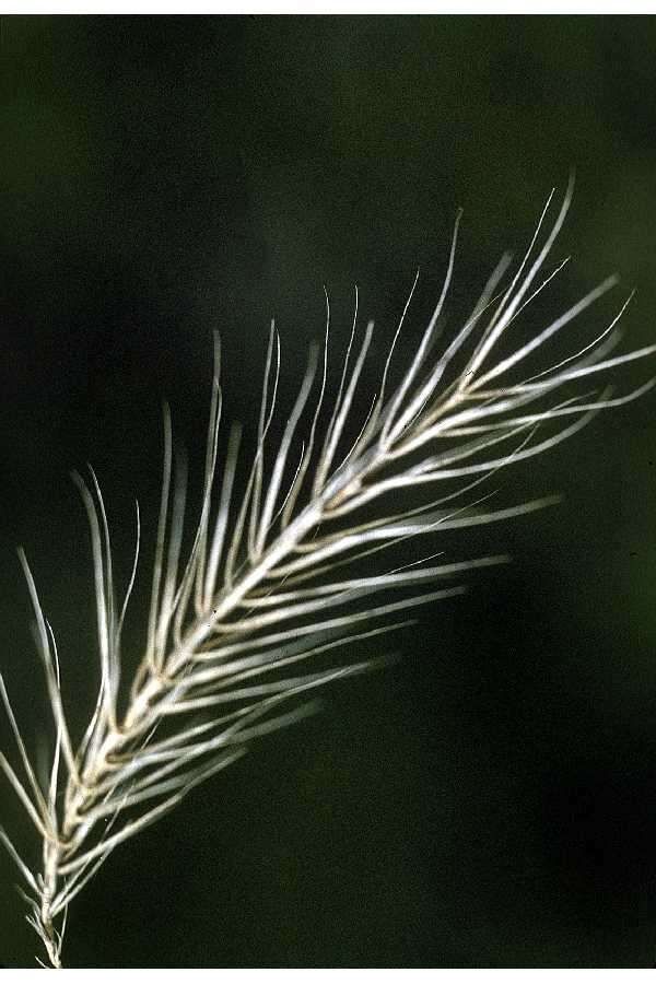 Слика од Elymus riparius Wiegand