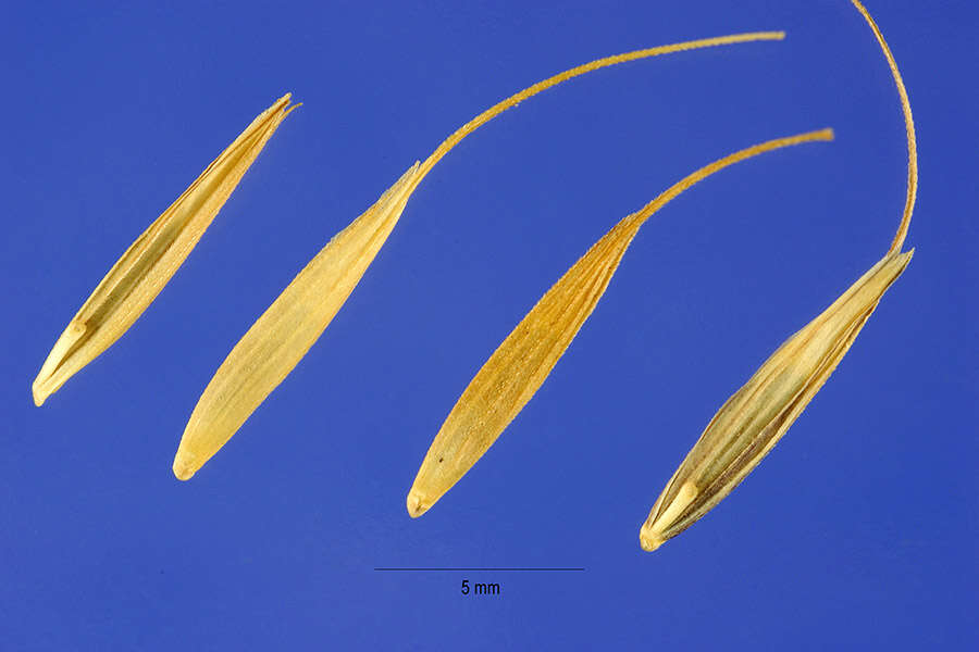 Image of Siberian Wild Rye