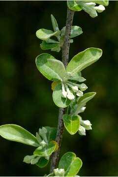 Image of autumn olive