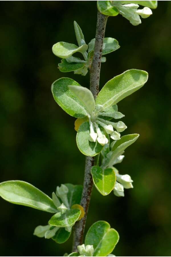 Image of autumn olive