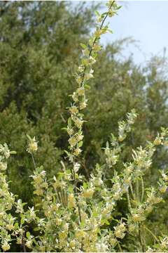 Image de Elaeagnus umbellata C. P. Thunb. ex A. Murray