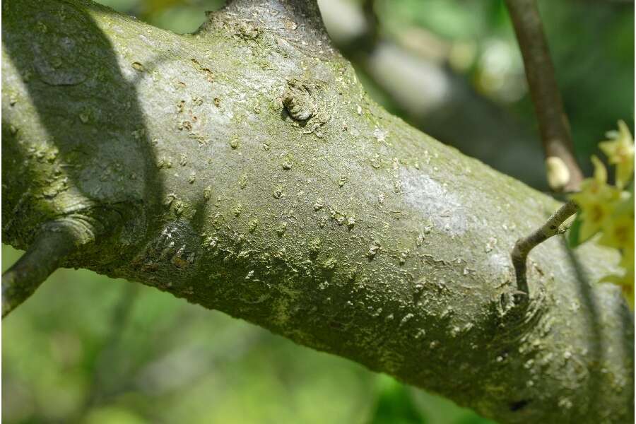 Image of autumn olive