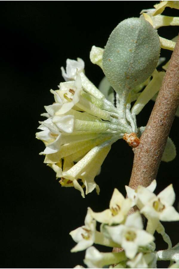 Image of autumn olive