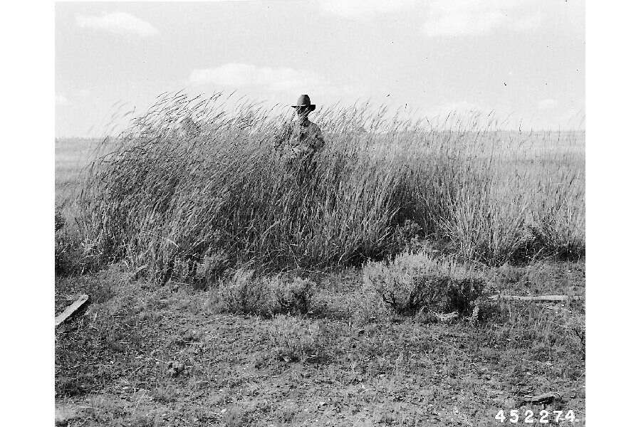 Image of Wildrye or Wheatgrass