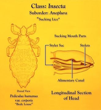 Image of human body louse