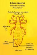 Image of human body louse