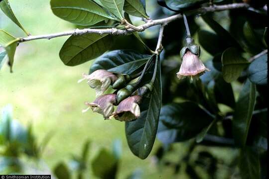 صورة Amphitecna latifolia (Mill.) A. H. Gentry