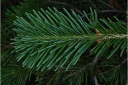 Image of subalpine fir