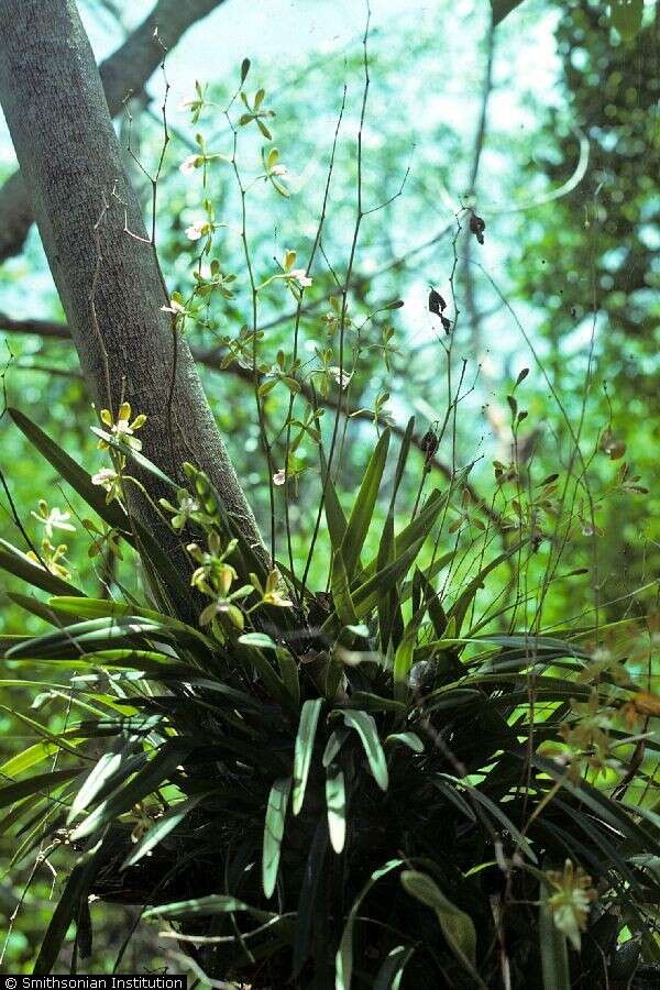 Image de Encyclia tampensis (Lindl.) Small