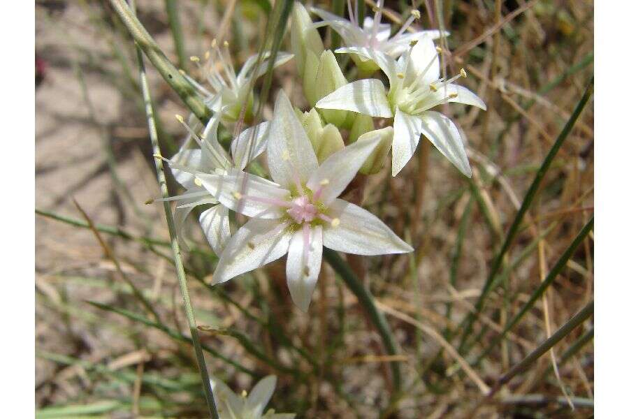 Image of Nevada onion