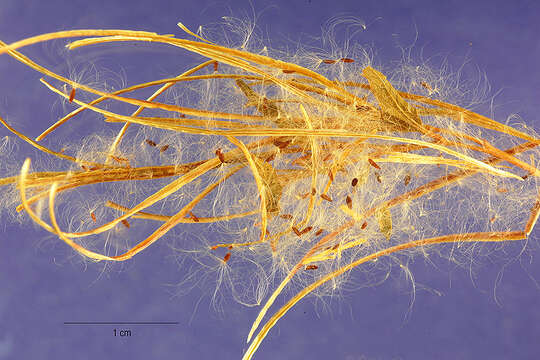 Image of fringed willowherb