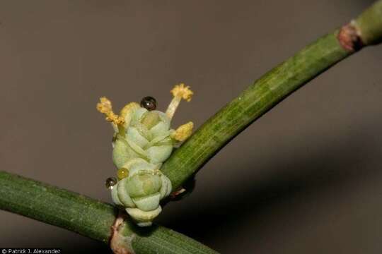 Imagem de Ephedra antisyphilitica Berland. ex C. A. Mey.