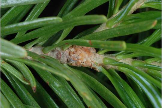 Image of subalpine fir