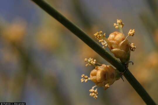 Imagem de Ephedra aspera Engelm. ex S. Watson