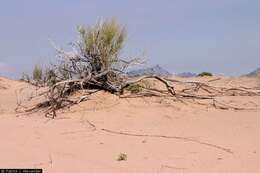 Image of Boundary Ephedra