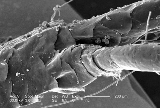 Image of Mite