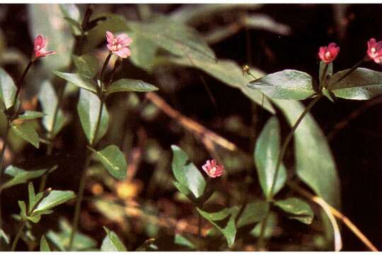 Image of glaucus willowherb