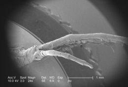 Image of Mite