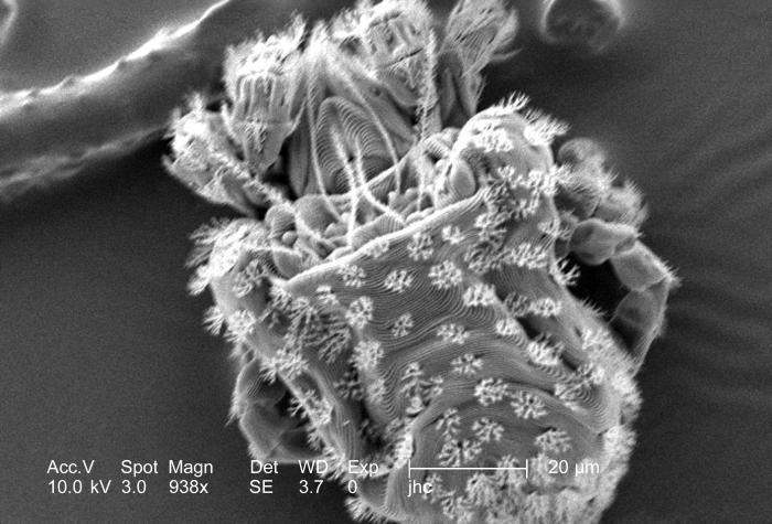 Plancia ëd Nanorchestidae Grandjean 1937