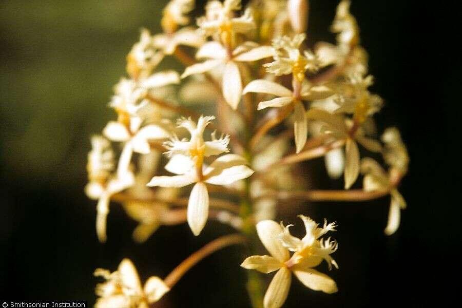 Image of Fire star orchid