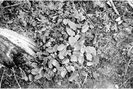 Sivun Epigaea repens L. kuva
