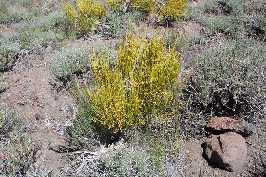 Image of Green Ephedra