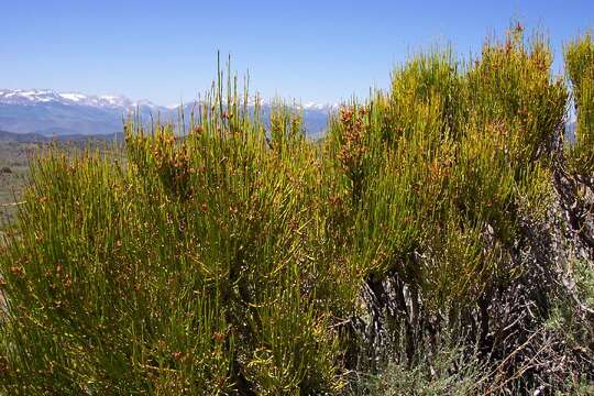 Image of Green Ephedra