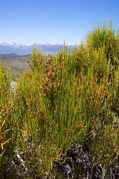 Image of Green Ephedra