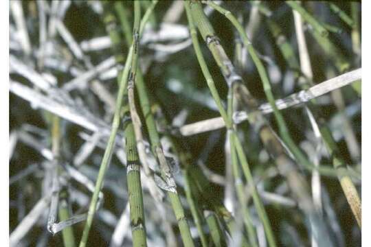 Image of Water Horsetail