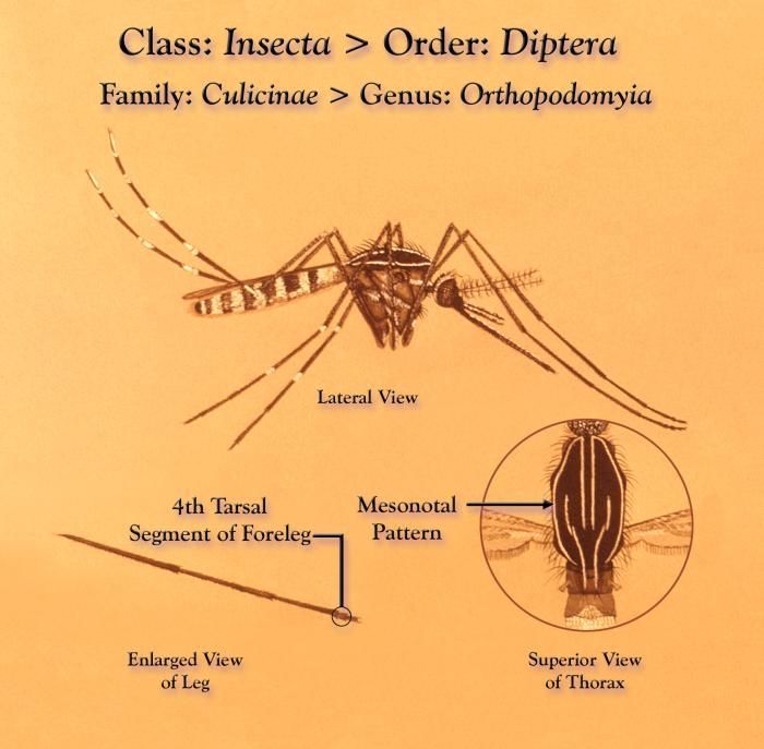 صورة Orthopodomyia