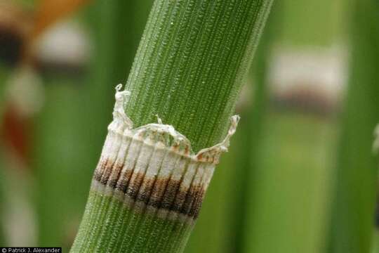 Equisetum hyemale L. resmi