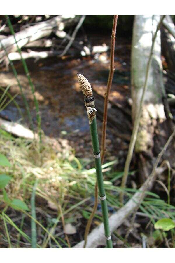 Equisetum hyemale L. resmi