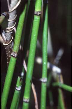 Image of smooth horsetail