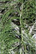 Equisetum sylvaticum L. resmi