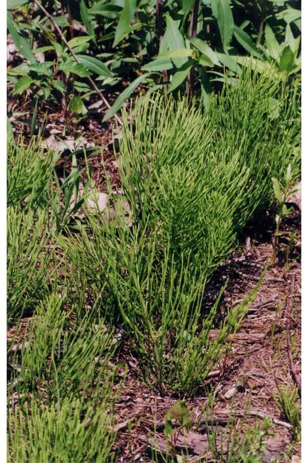 Image of horsetails