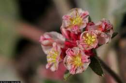 Imagem de Eriogonum abertianum Torr.