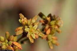 Imagem de Eriogonum alatum Torr.