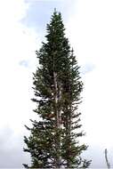 Image of subalpine fir