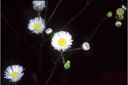 Image of eastern daisy fleabane