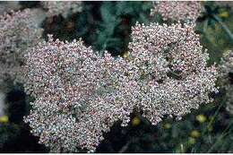 Imagem de Eriogonum annuum Nutt.