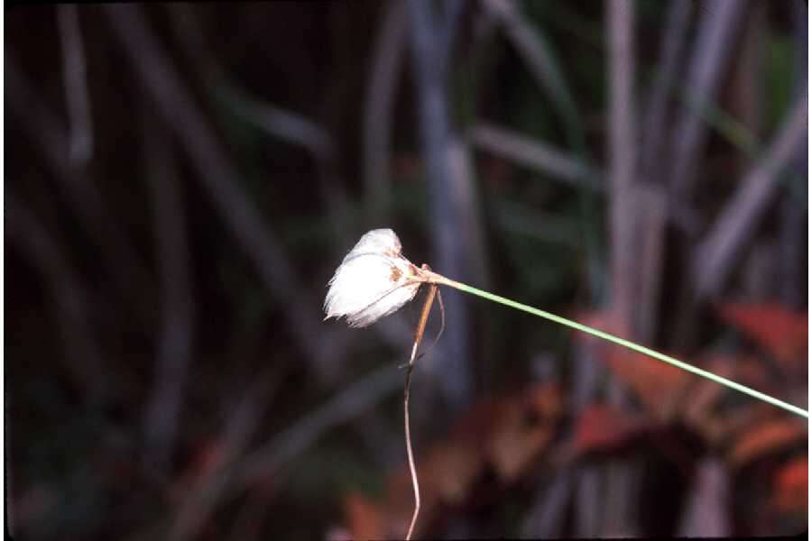 Image of common cottongrass