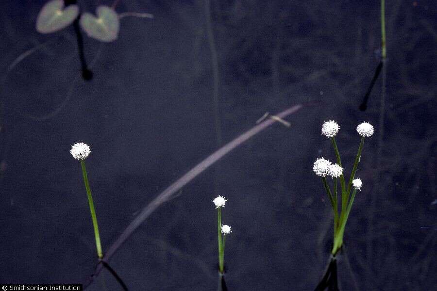 Eriocaulon aquaticum (Hill) Druce resmi