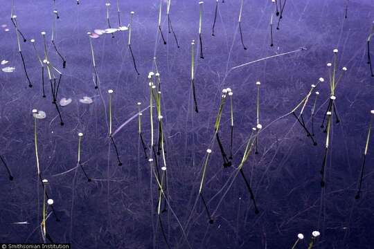 Image de Eriocaulon aquaticum (Hill) Druce