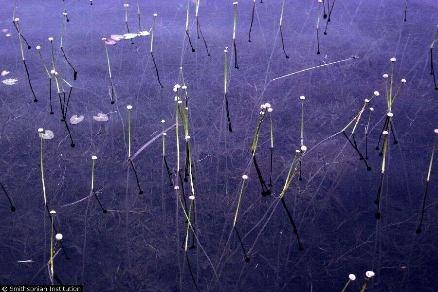 Image of sevenangle pipewort