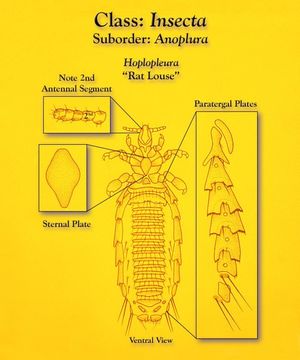 Image of armoured lice