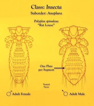 Plancia ëd Polyplax spinulosa (Burmeister 1839)